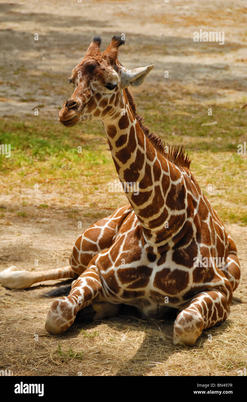 Young Giraffe (Giraffa camelopardalis) at rest in Columbia Zoo, South Carolina, USA. Stock Photo