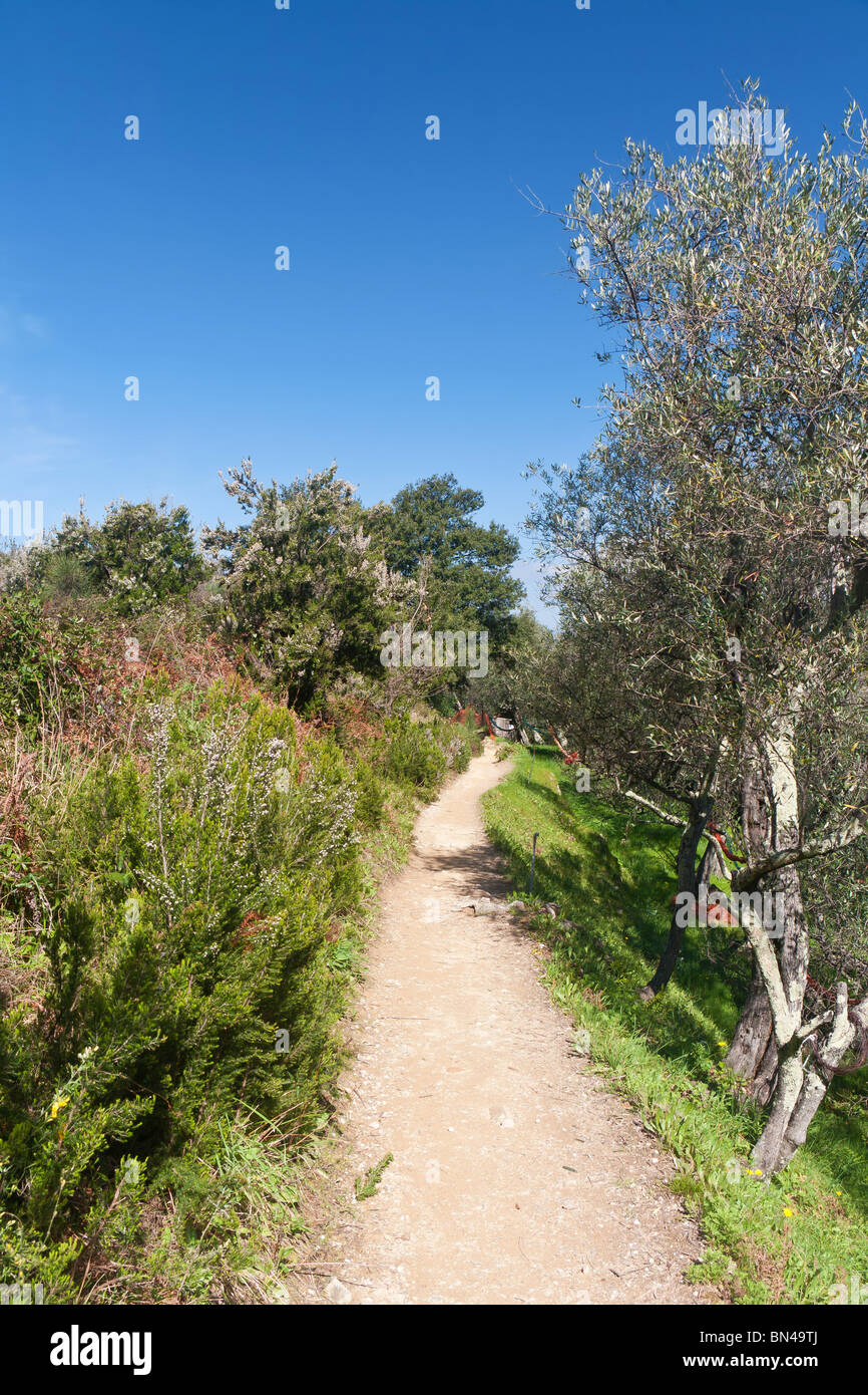 beautiful path between olive tree and bushes in Liguria, Italy Stock Photo