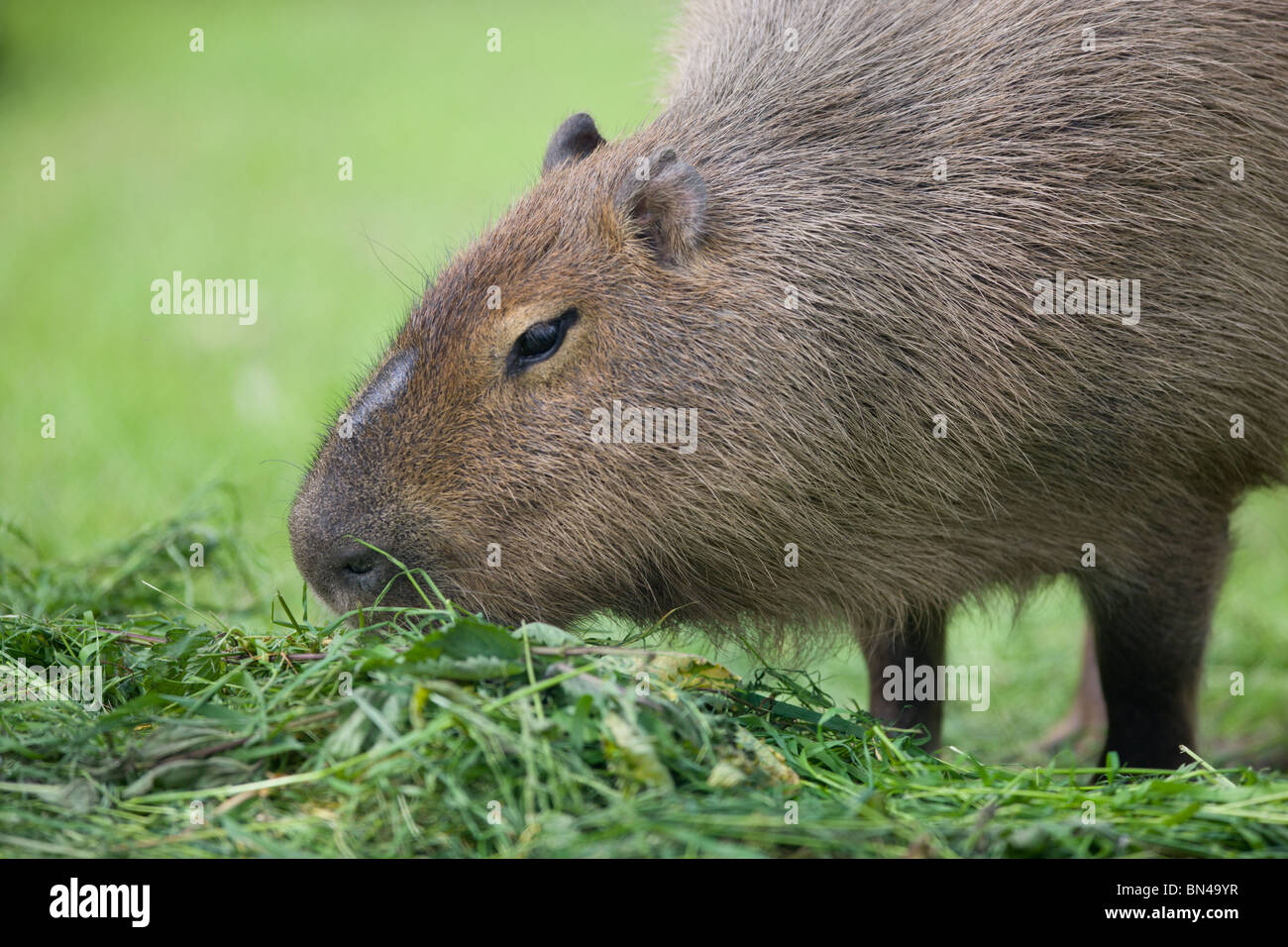 Capybara eating - Hydrochoerus hydrochaeris Stock Photo