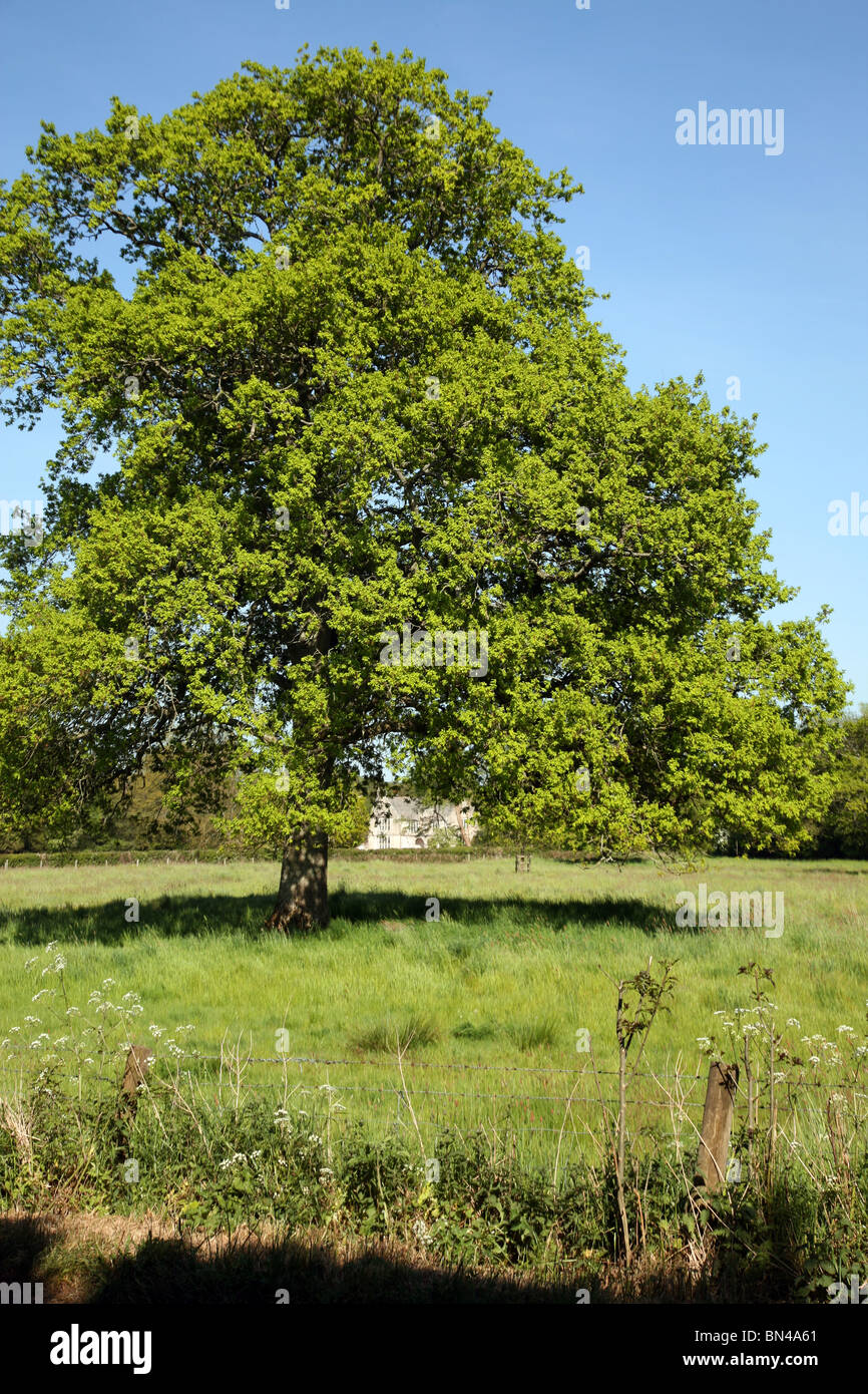 Large tree with Stafford House in the distance on the outskirts of West Stafford, a picturesque village in the Frome valley Stock Photo