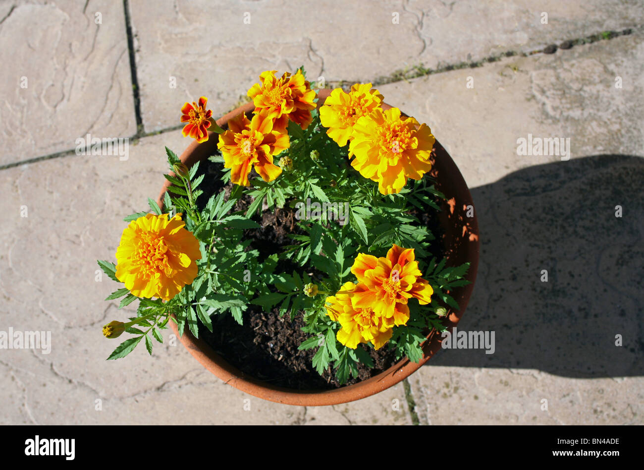English Country Garden - French Marigolds fair well on a sunny terrace Stock Photo