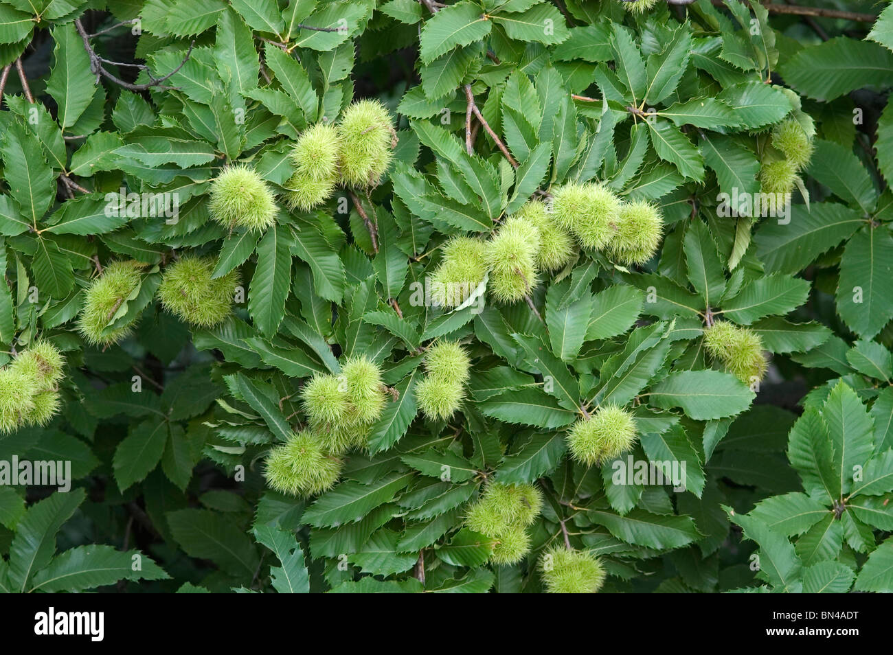 Fruit on managed sweet chestnut (Castanea sativa) trees, Switzerland Stock Photo