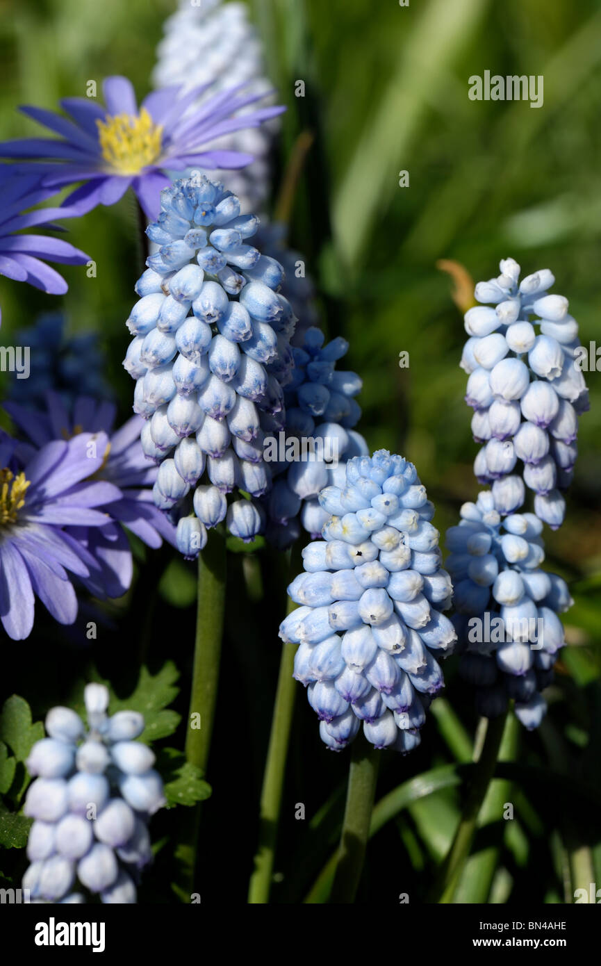 Grape hyacinth - Muscari Valerie Finnis flowering Stock Photo
