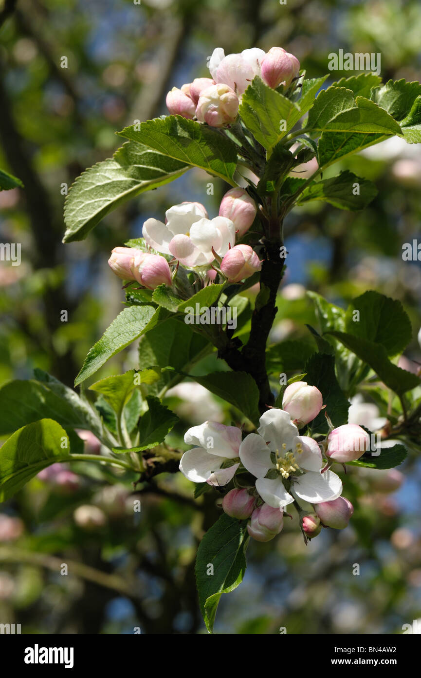 Blossom on bramley apple tree hi-res stock photography and images - Alamy