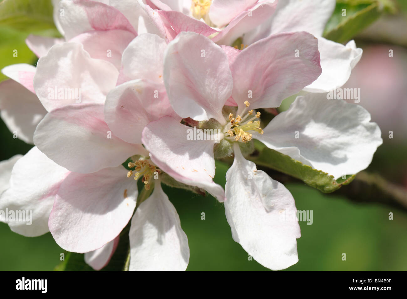 Blossom on an apple tree variety Sunset in spring Stock Photo