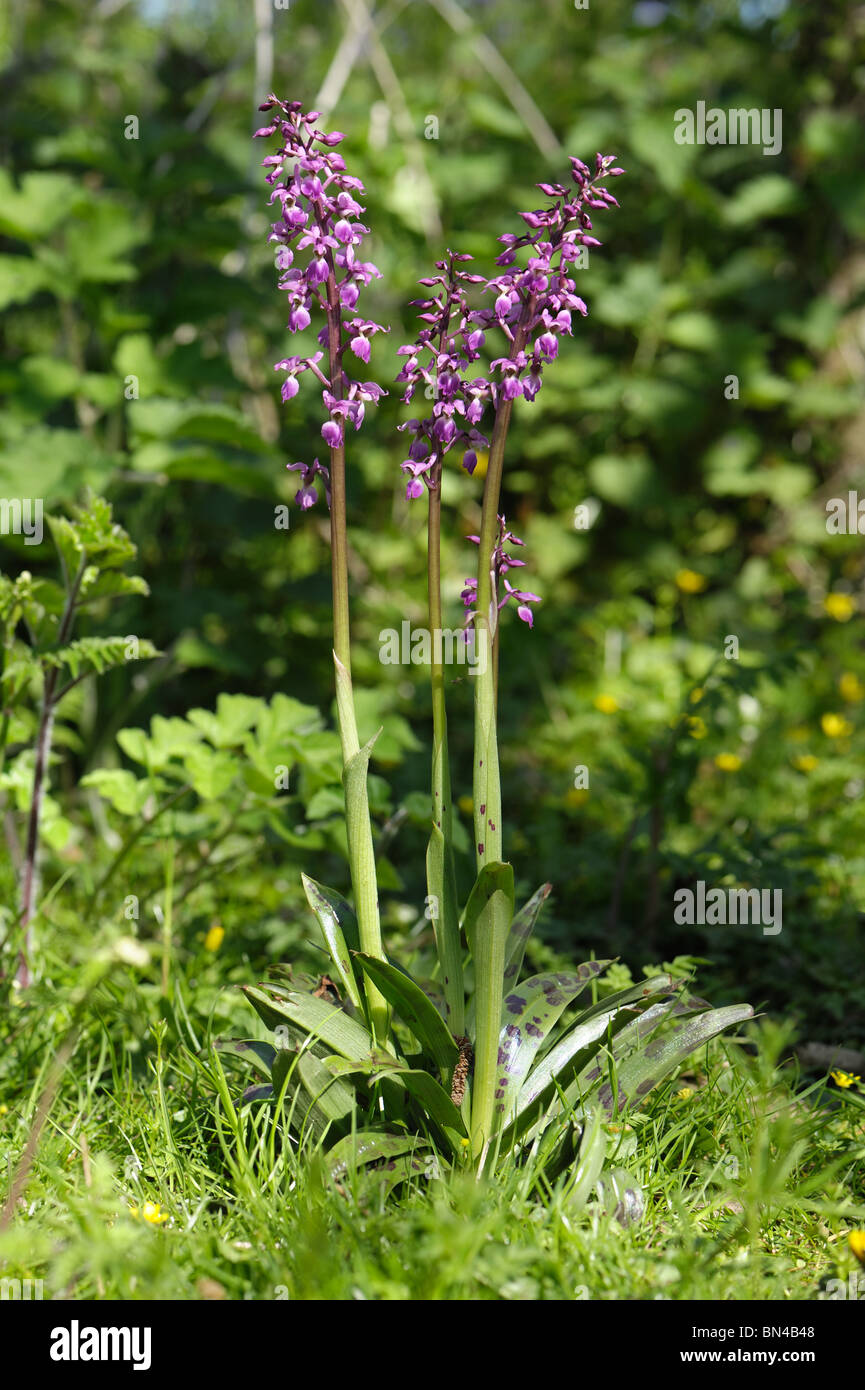 Early purple orchids (Orchis mascula) flowering spikes in spring woodland, Devon Stock Photo