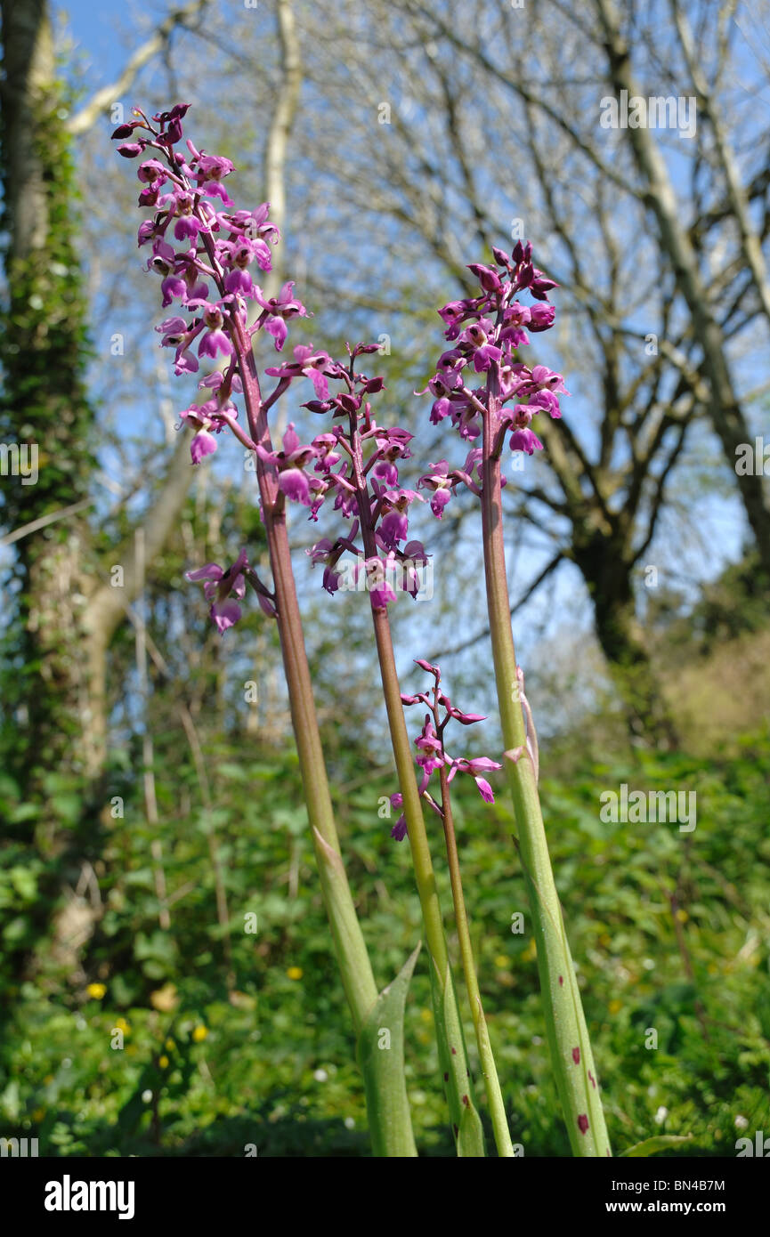 Early purple orchids (Orchis mascula) flowering spikes in spring woodland, Devon Stock Photo