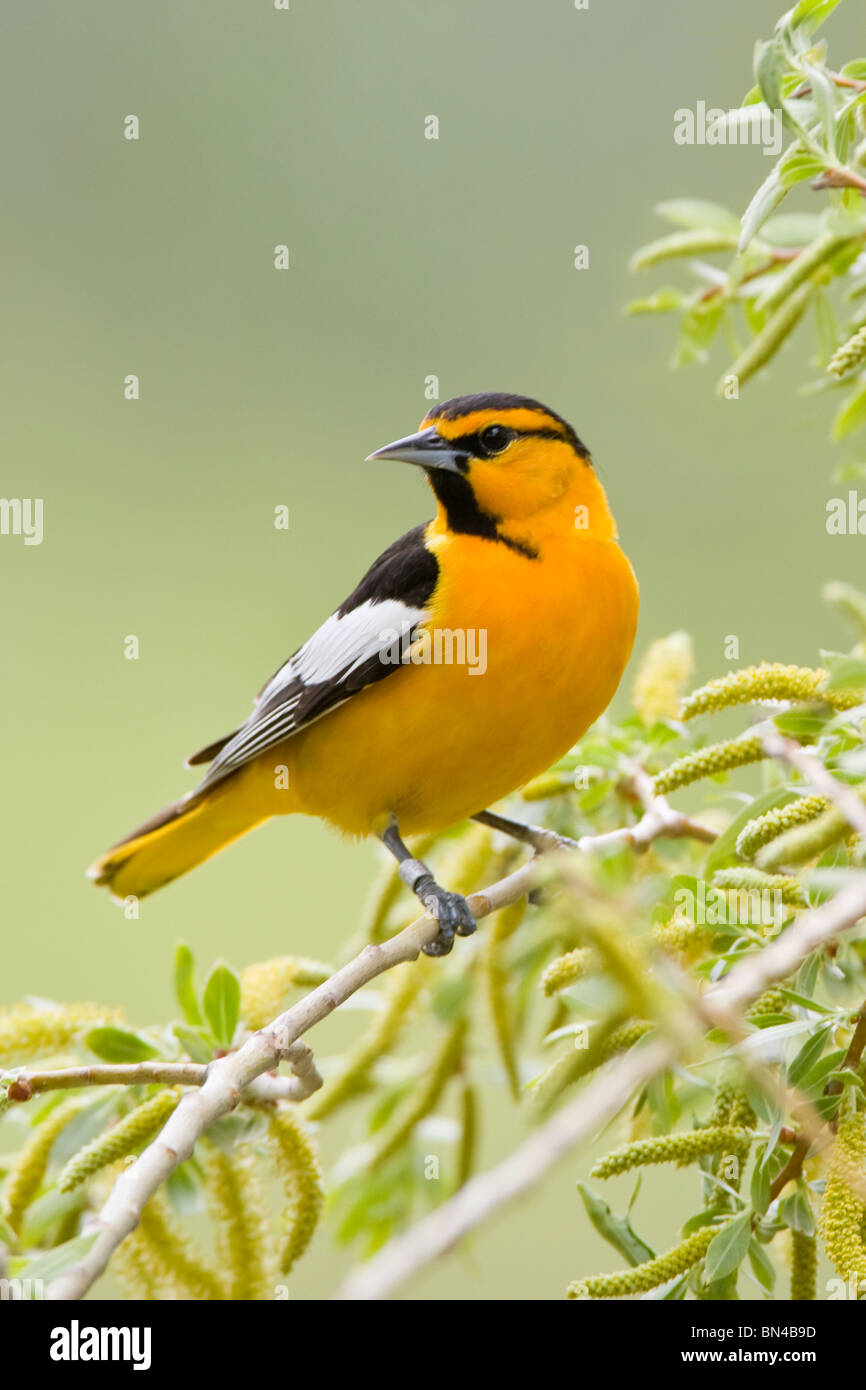 Bullock's Oriole perching in Willow Tree - Vertical Stock Photo