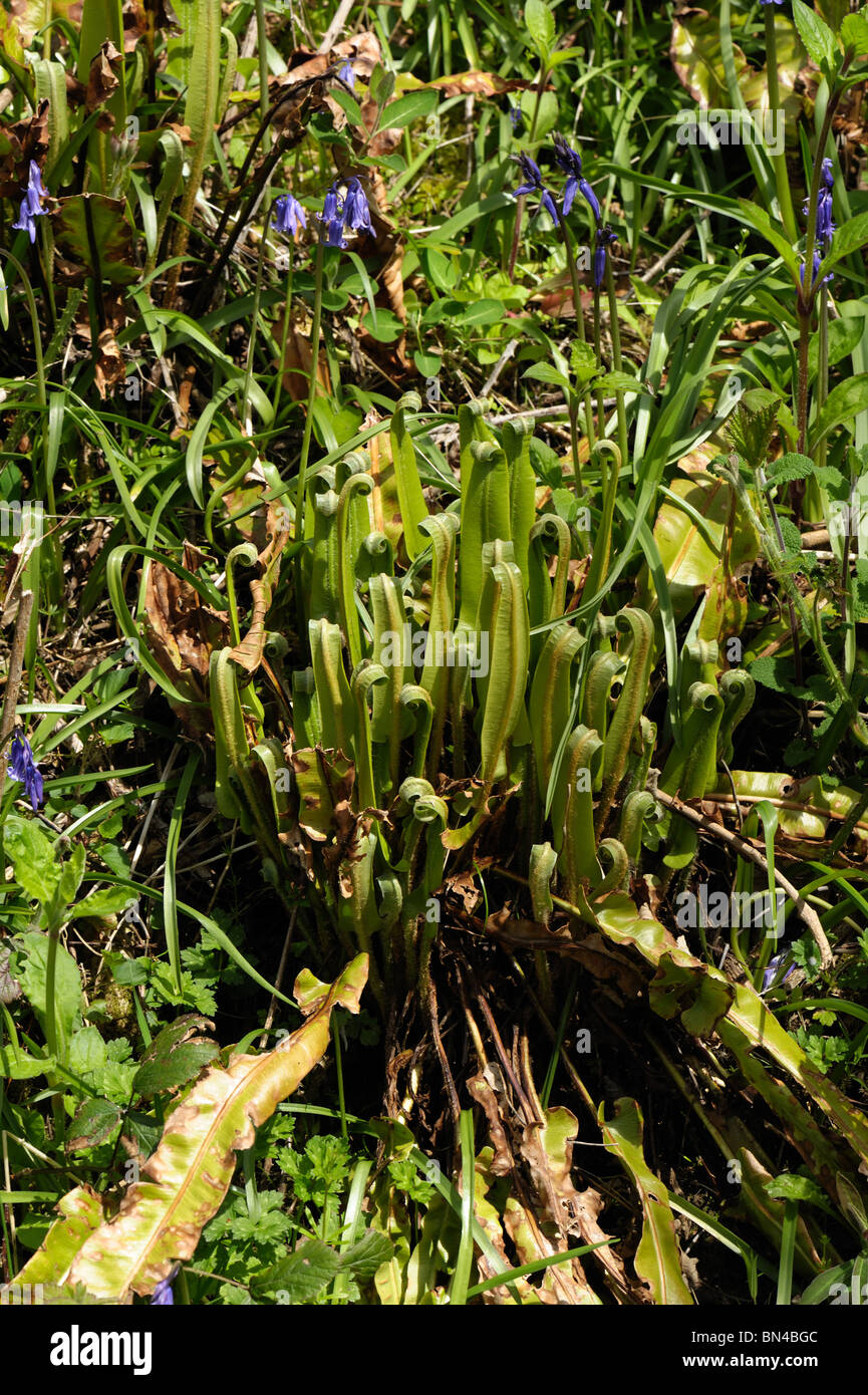 Harts tongue fern (Asplenium scolopendrium) with its leaves unfurling with bluebells in springtime Stock Photo