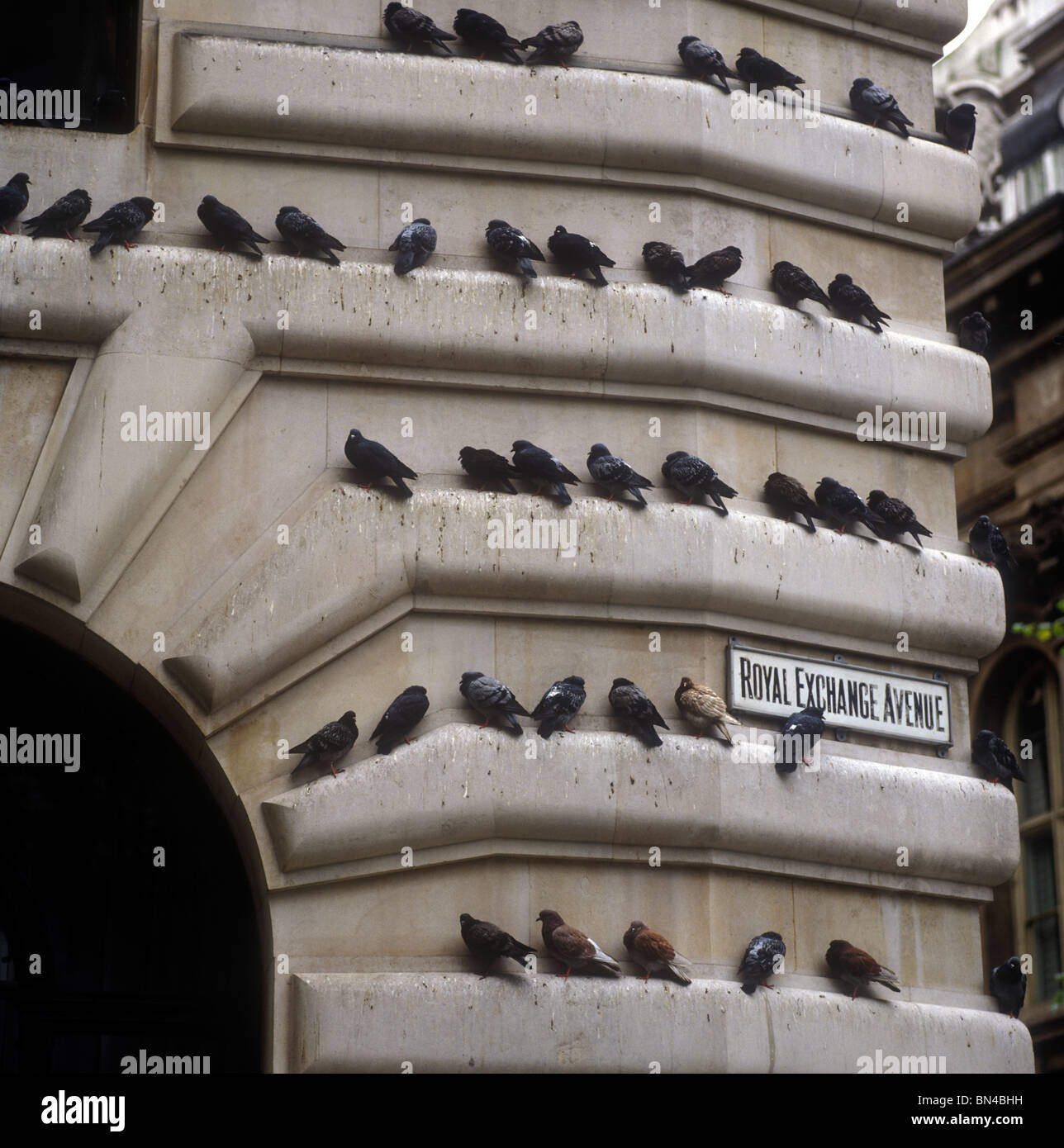 Pigeons on building Royal Exchange Avenue London England Stock Photo