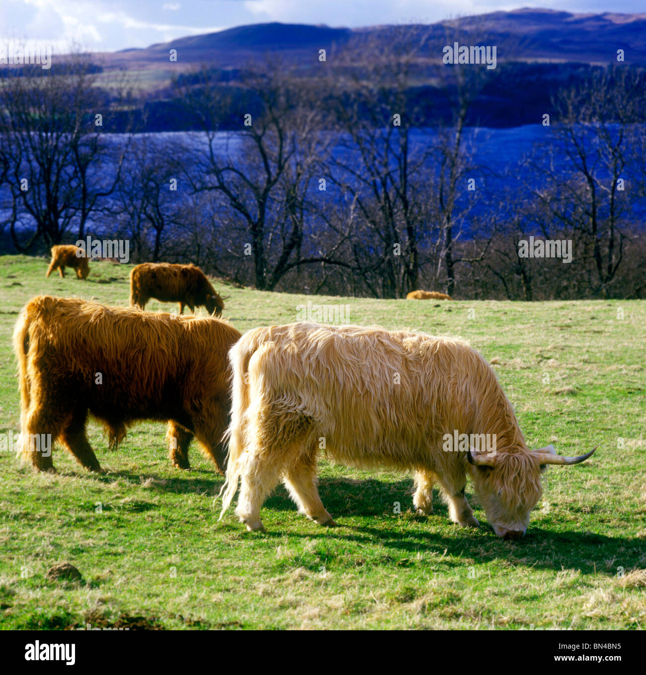 Long haired Highland cattle Loch Awe Scotland Stock Photo
