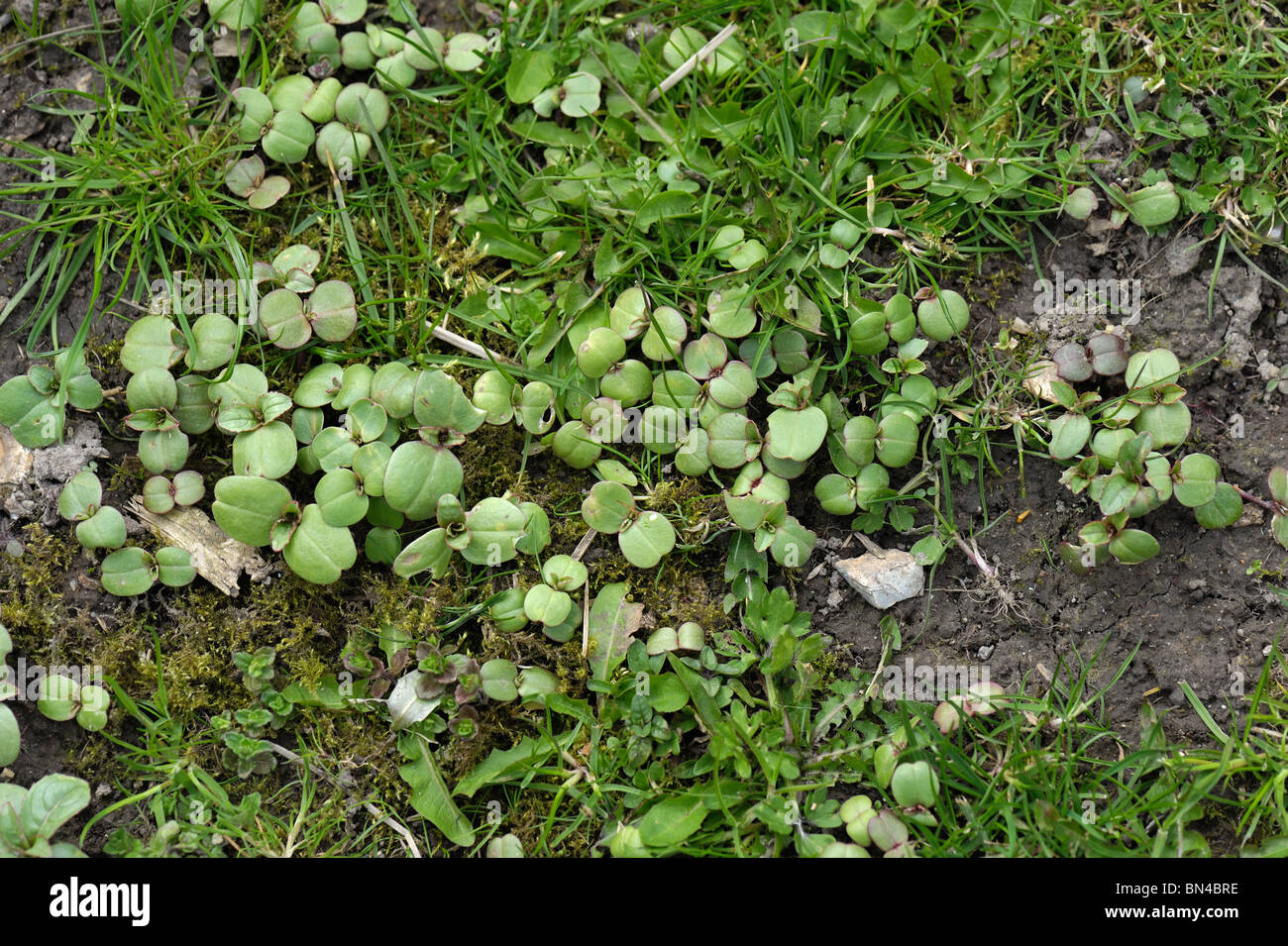 Seedling Himalayan balsam (Impatiens gladulifera) plants Stock Photo