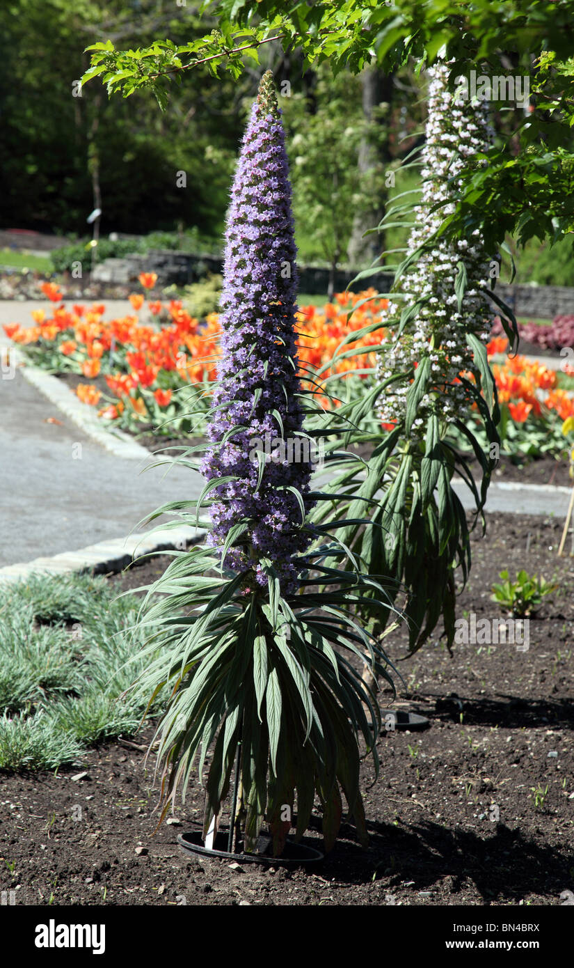 Eremurus, perennial plant, Montreal Botanic Gardens Stock Photo