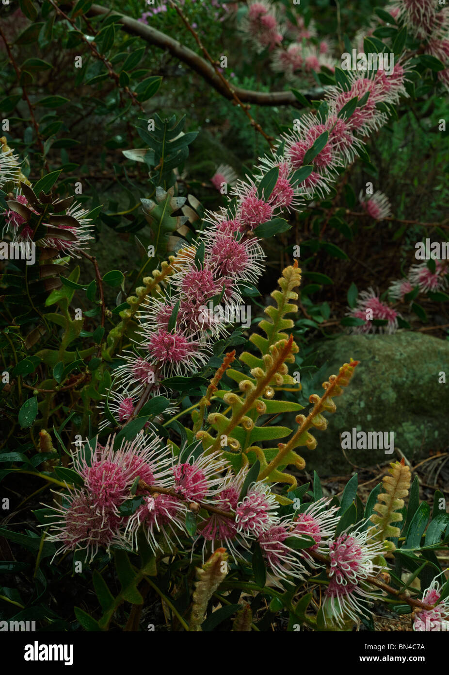 Hakea Burrendong Beauty and new leaf growth of Banksia blechnifolia Stock Photo