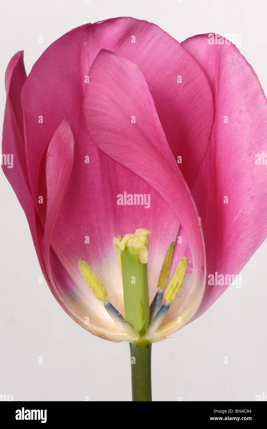 Section through a tulip flower China Pink to show structure Stock Photo