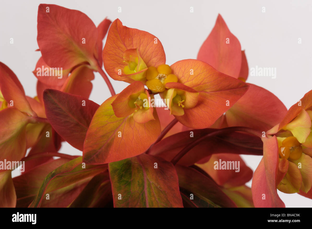 Euphorbia griffithii 'Fireglow' flowers against a white background Stock Photo