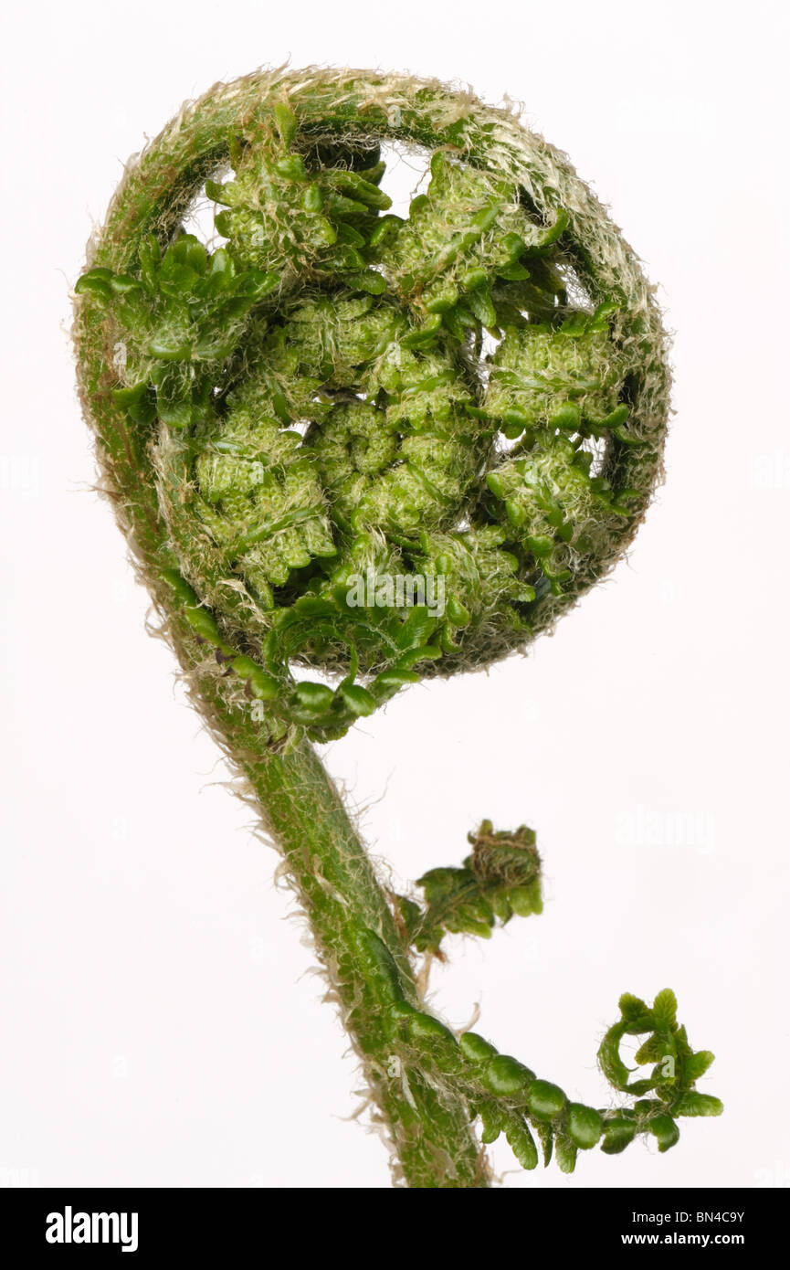 Male fern (Dryopteris filix-mas) frond curled before extension in spring, white background Stock Photo