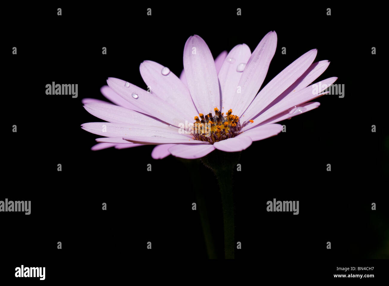 A single Osteospermum jucundum lilac flower against a deep shadow background Stock Photo