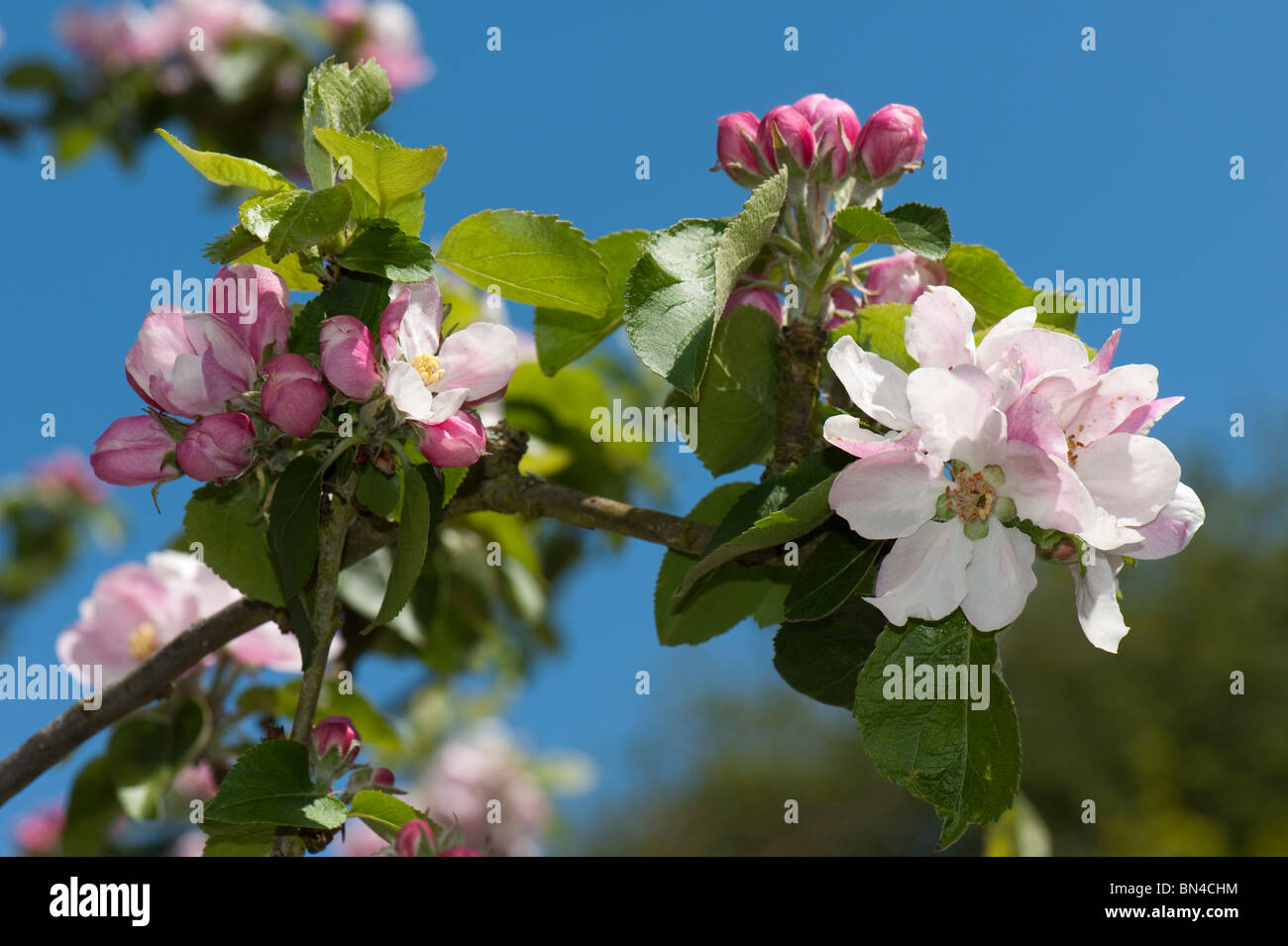 Flowers And Buds On A Bramley Apple Tree In Spring Stock Photo Alamy