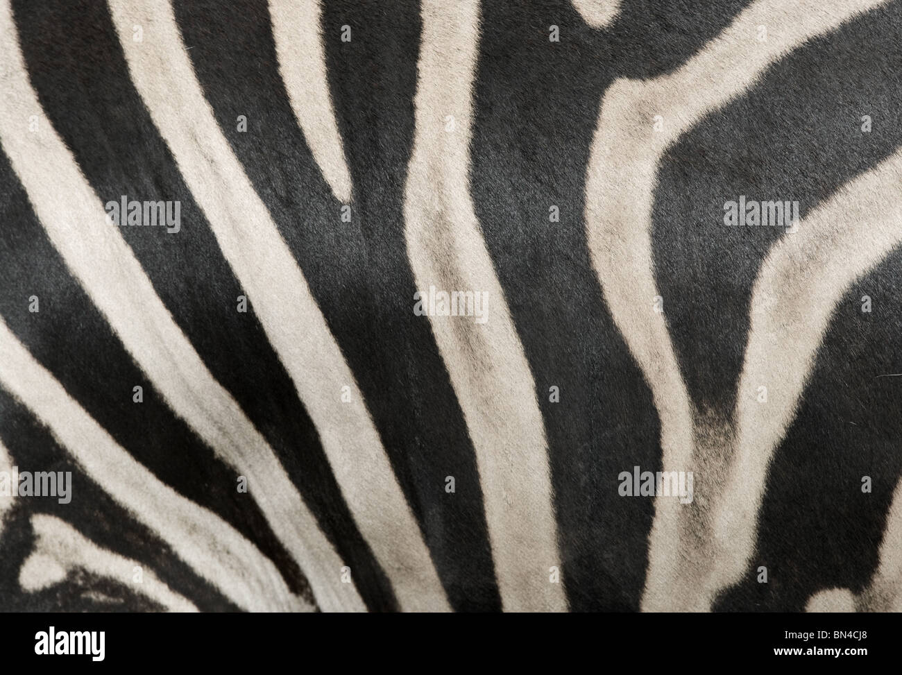 black and white zebra stripes background Stock Photo - Alamy