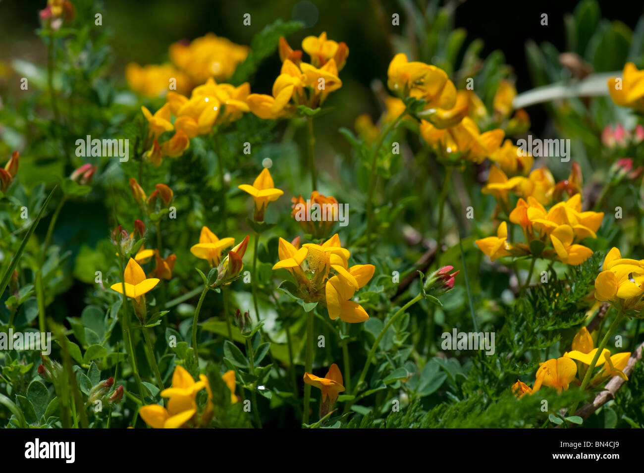 Birds foot trefoil (Lotus corniculatus) in flowering plant, Devon Stock Photo