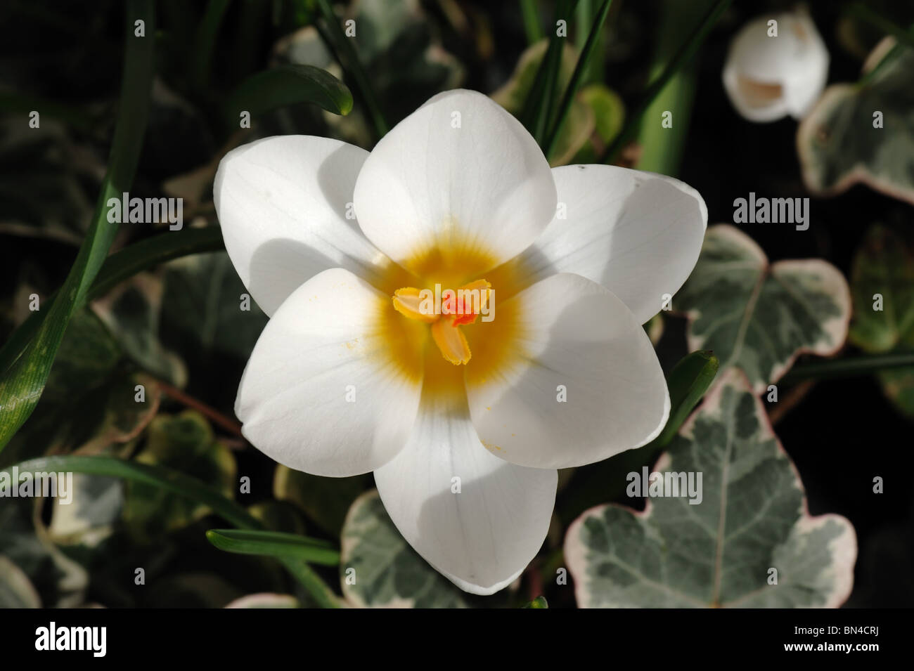 A flower of crocus Ard Schenk in spring Stock Photo