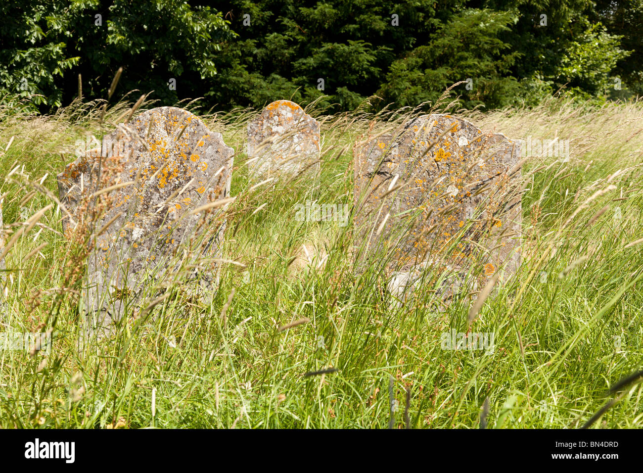 unkempt overgrown gravestones in the churchyard of St Mary's church in Selborne Stock Photo