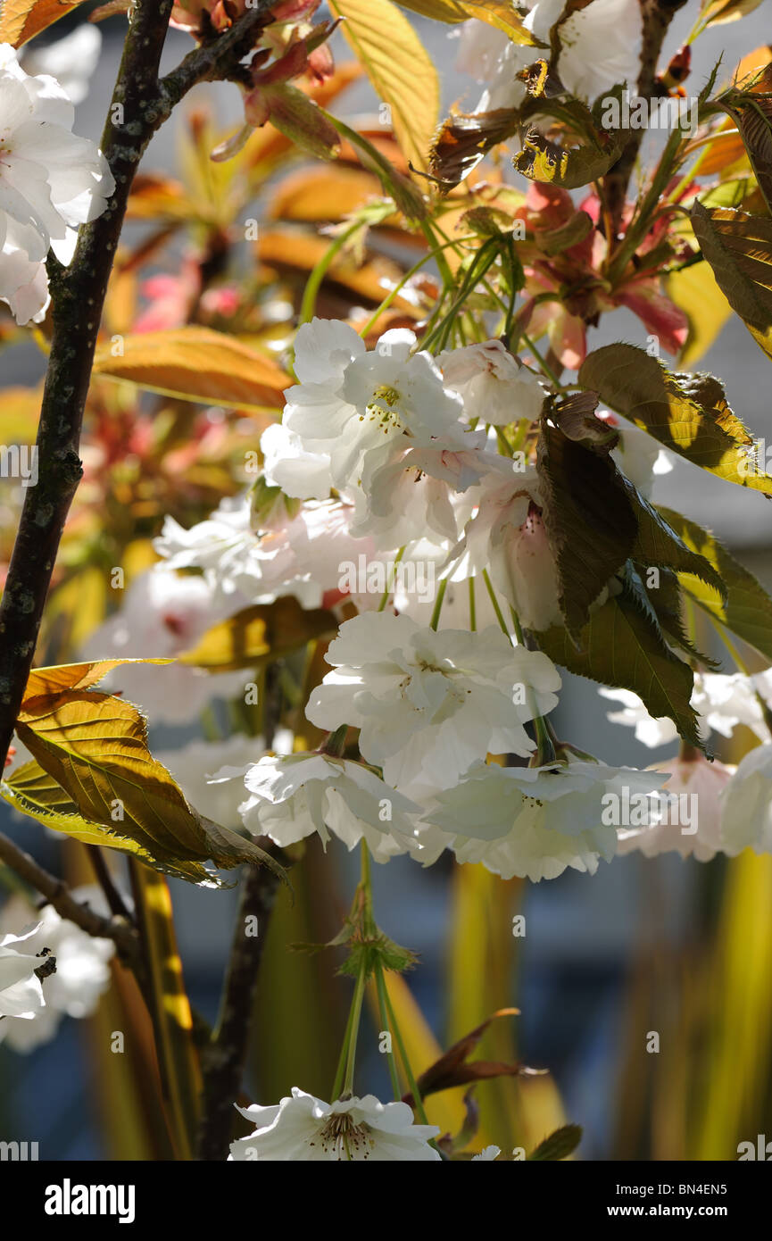 Flowers on and ornamental cherry tree Prunus Shizuka or Fragrant Cloud Stock Photo