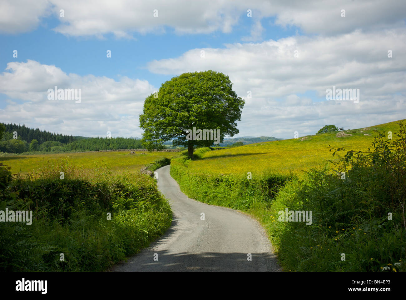 Quiet country lane, Cumbria, England UK Stock Photo