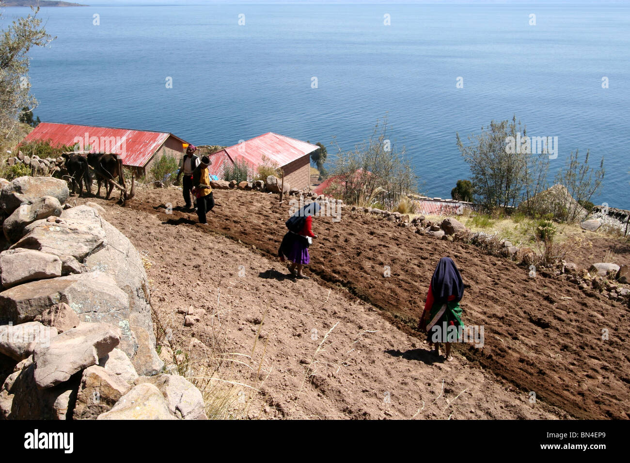Farming on Taquile Island, Lake Titicaca, Peru. Stock Photo