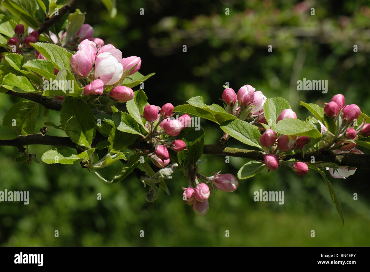 Flower Buds At Pink Bud Stage About To Open On An Apple Tree Variety Stock Photo Alamy