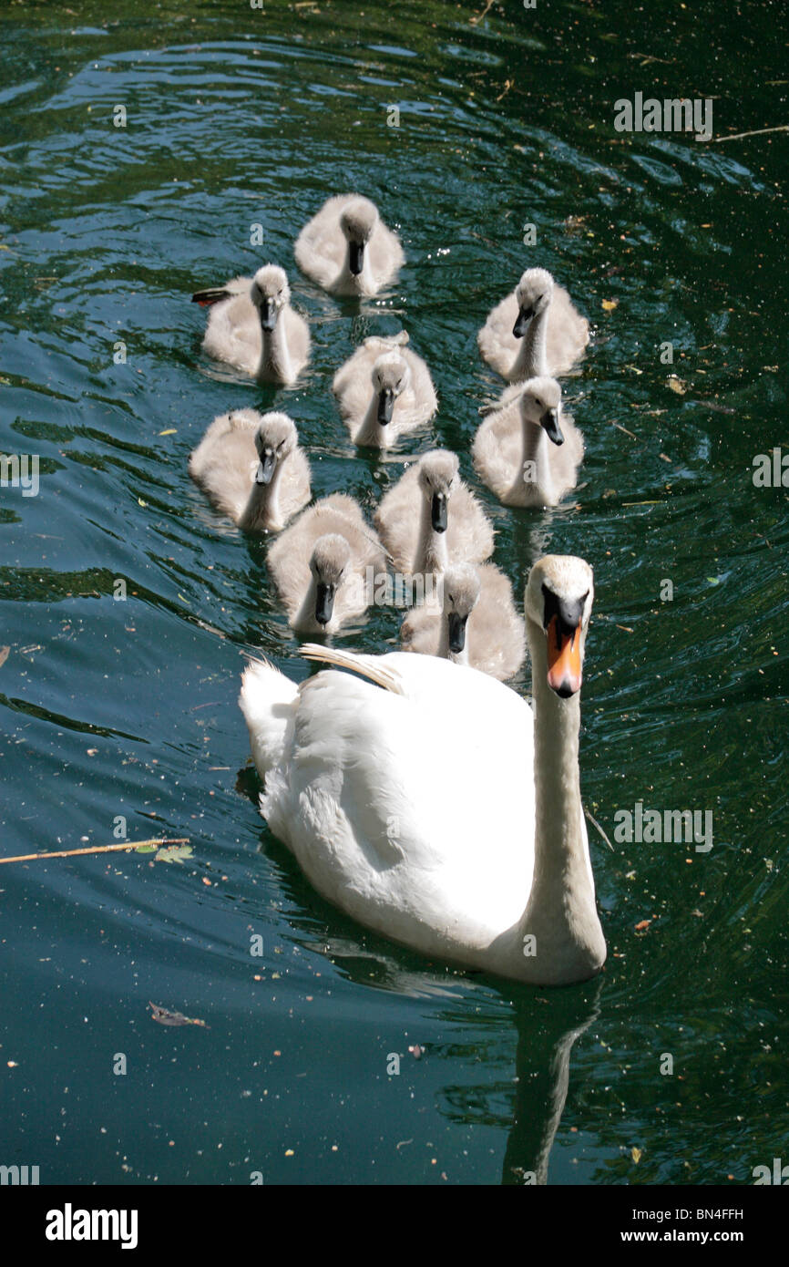 A swan and nine cygnets glide past on the Basingstoke Canal near Odiham Castle, Hampshire, UK. Jun 2010 Stock Photo