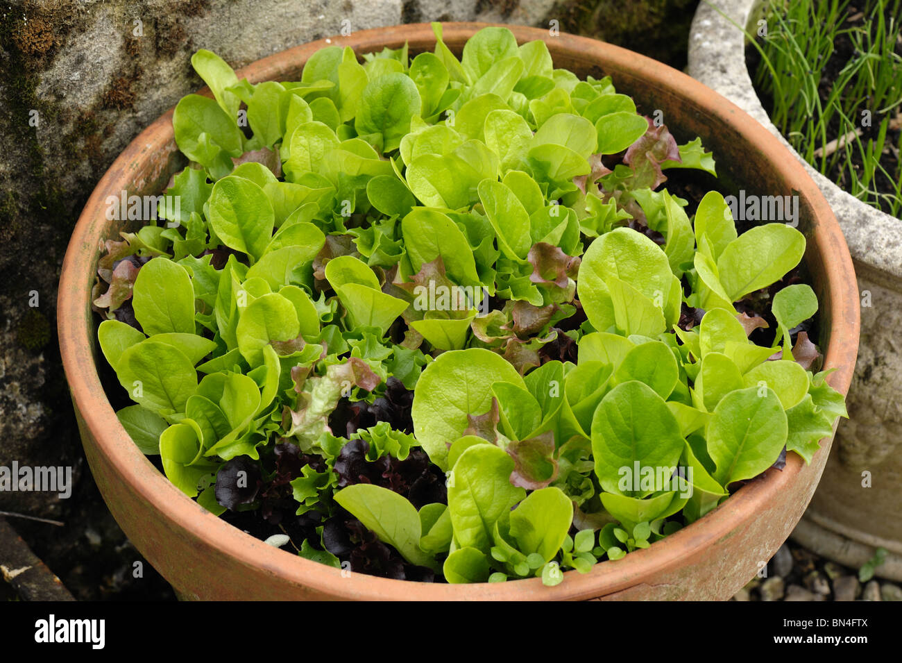 Pick and come again lettuce salad leaf vegetables growing in a terracotta pot Stock Photo
