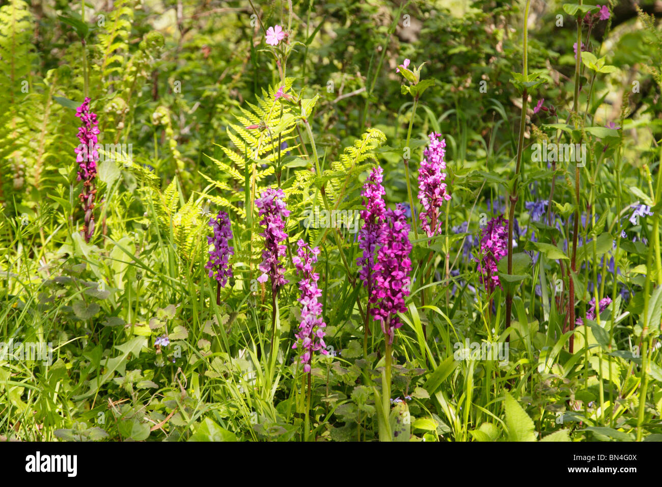 Early Purple Orchid ,Orchis Mascula , in woodland setting with wild flowers, Bluebells,Cranes-bills and ferns. Stock Photo