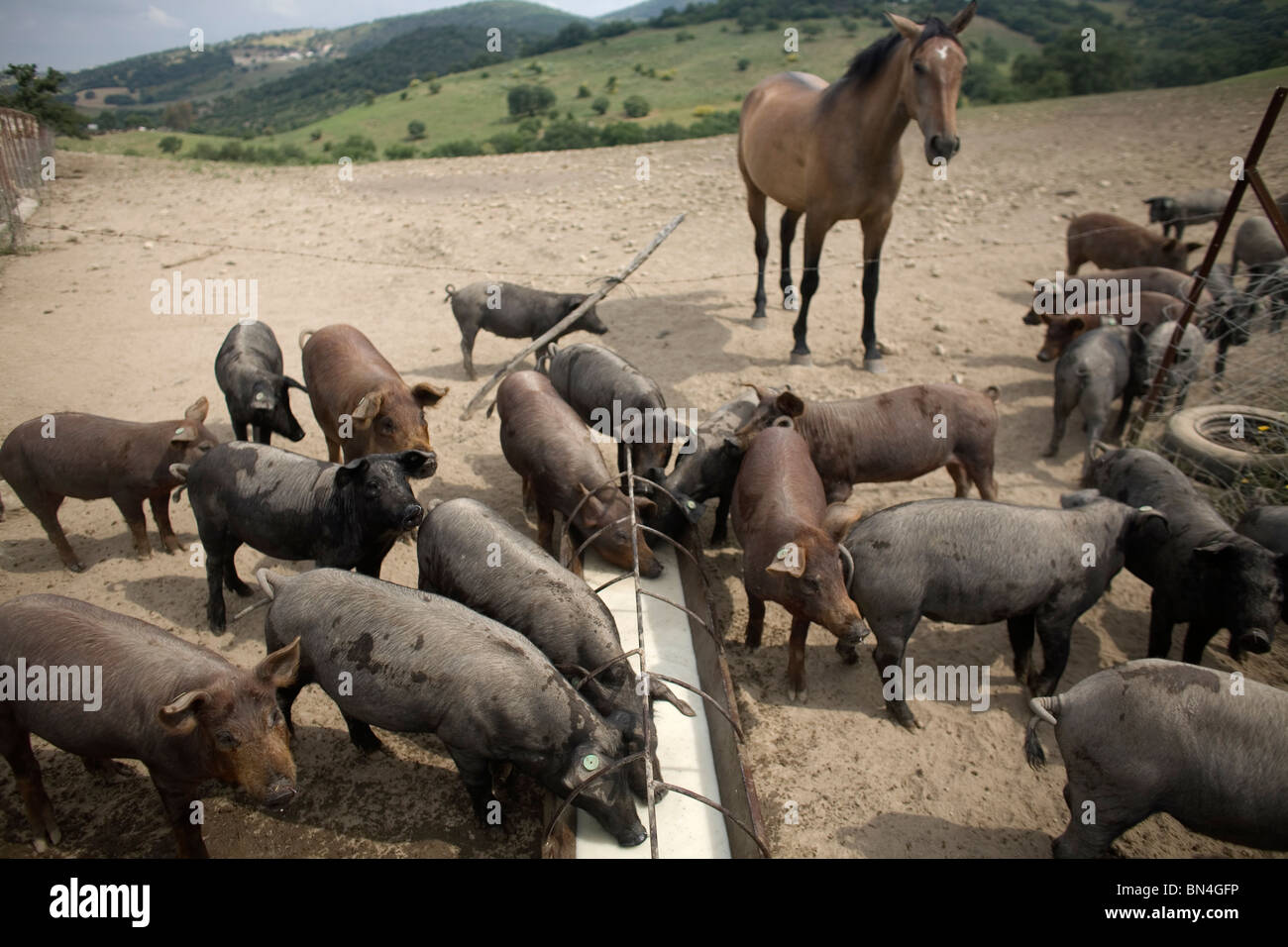 Spanish Iberian pigs drink whey on a pig farm in Prado del Rey, Sierra de Cadiz, Cadiz province
