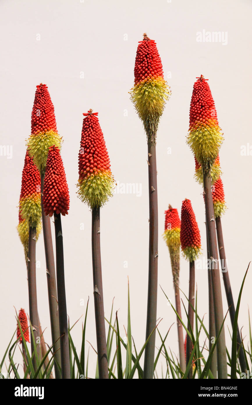 Clump forming Red Hot Poker flowers, Kniphofia ,'Royal Standard' growing in garden. Stock Photo