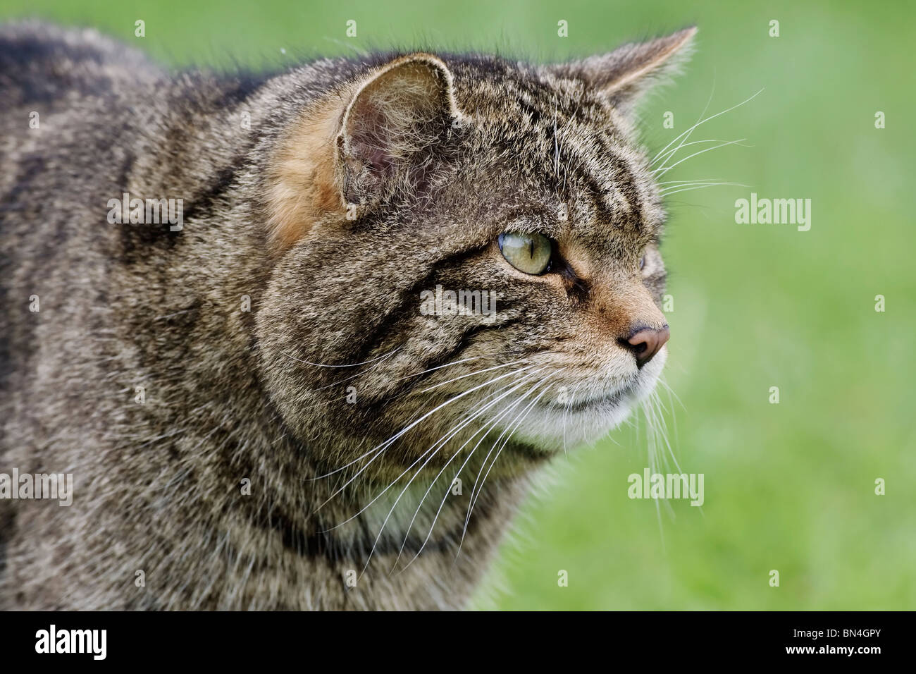 Scottish wildcat head hires stock photography and images Alamy