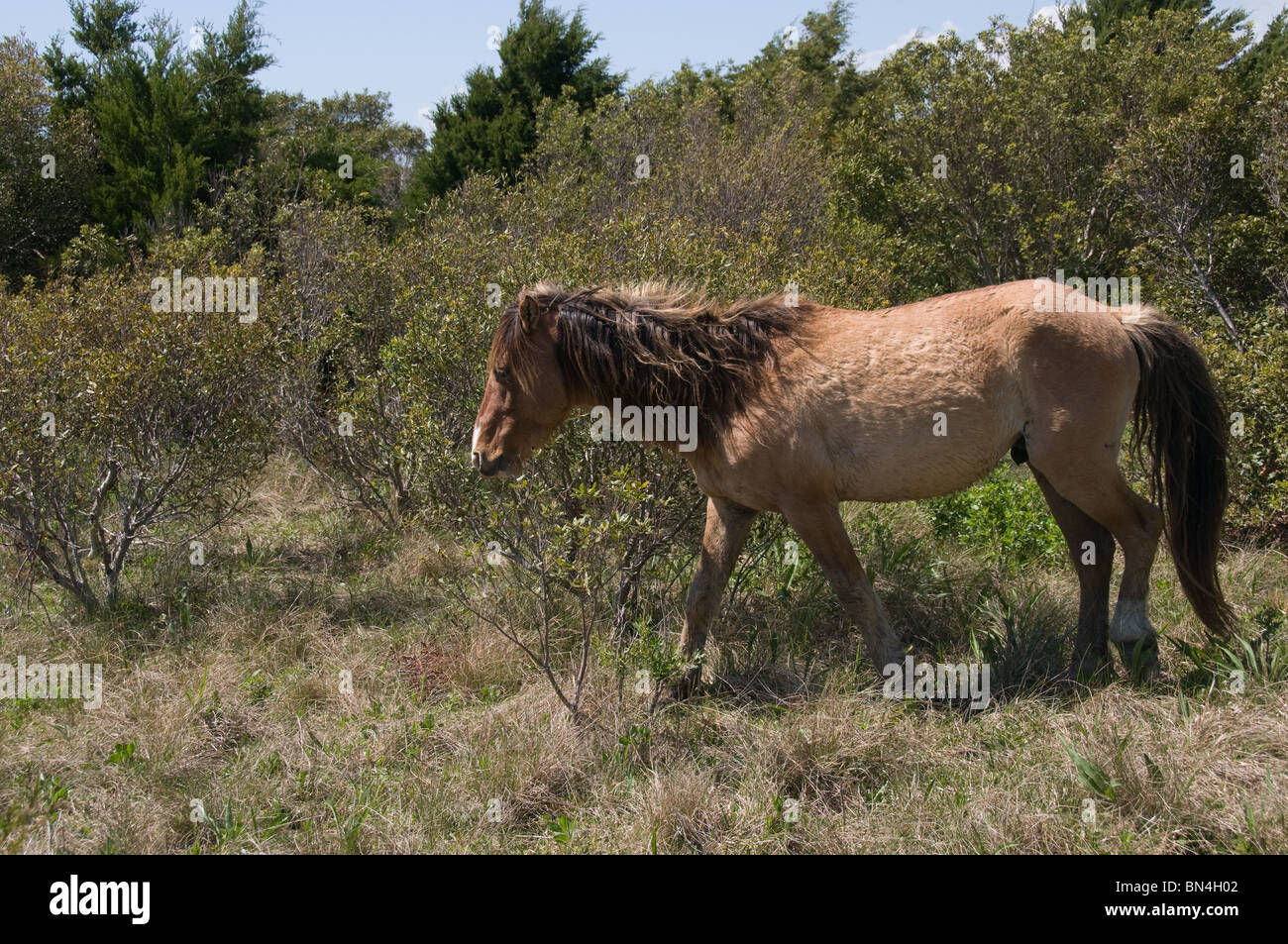 Wild horses close up North Carolina Stock Photo Alamy