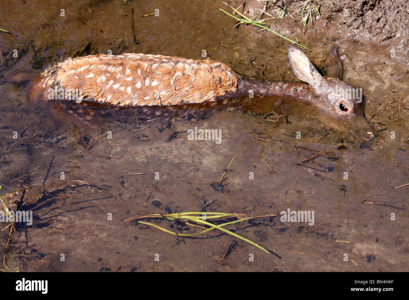 Dead Red Deer Fawn Stuck In The Mud Of Rusland Brook, Cumbria, UK Stock