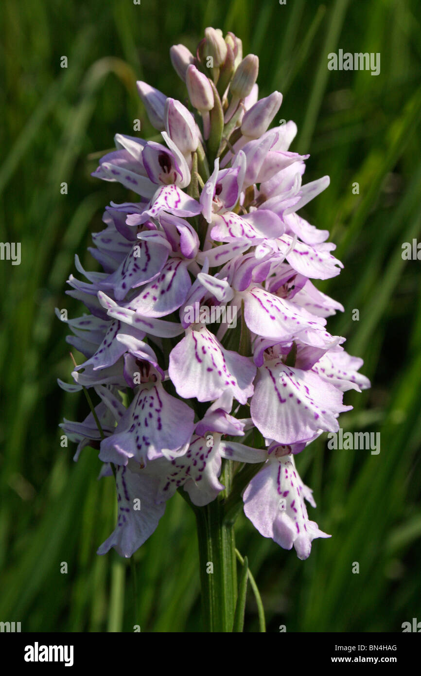 Heath Spotted Orchid Dactylorhiza maculata Taken In Cumbria, UK Stock Photo