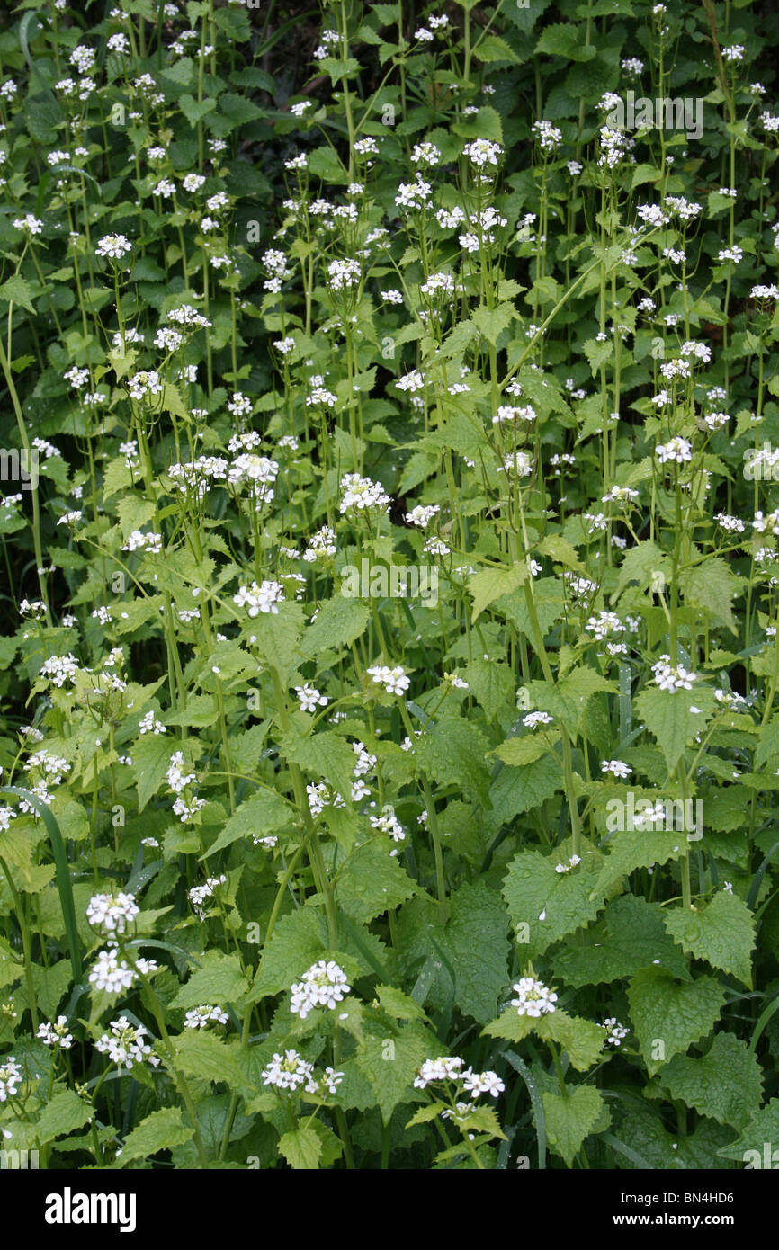 Garlic Mustard Alliaria petiolata Taken in The Wyre Forest, Worcestershire, UK Stock Photo