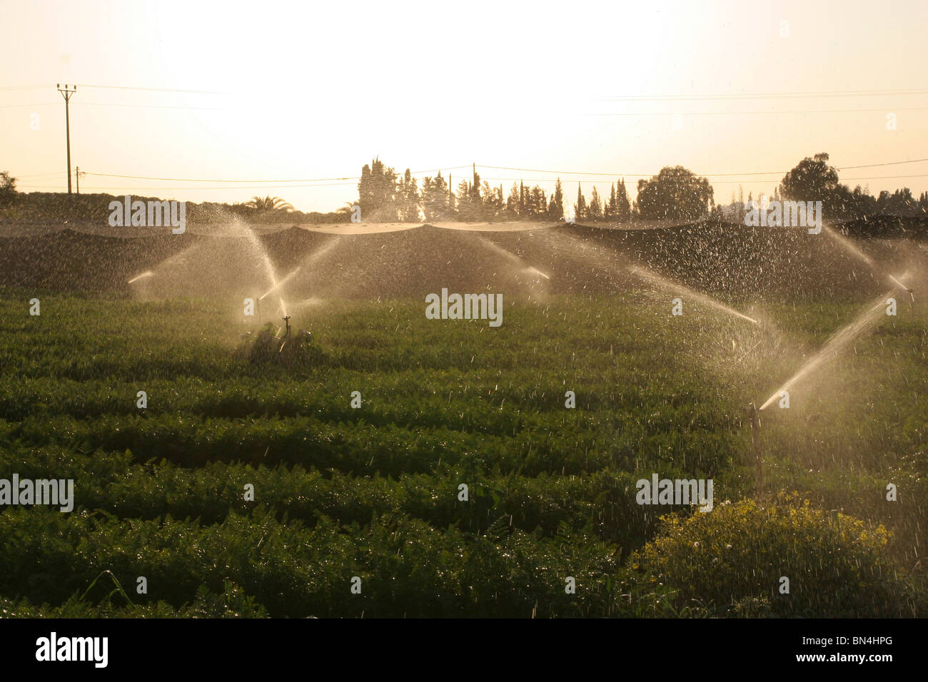 Water sprinkles are turned on a field of carrots during sunset. Stock Photo