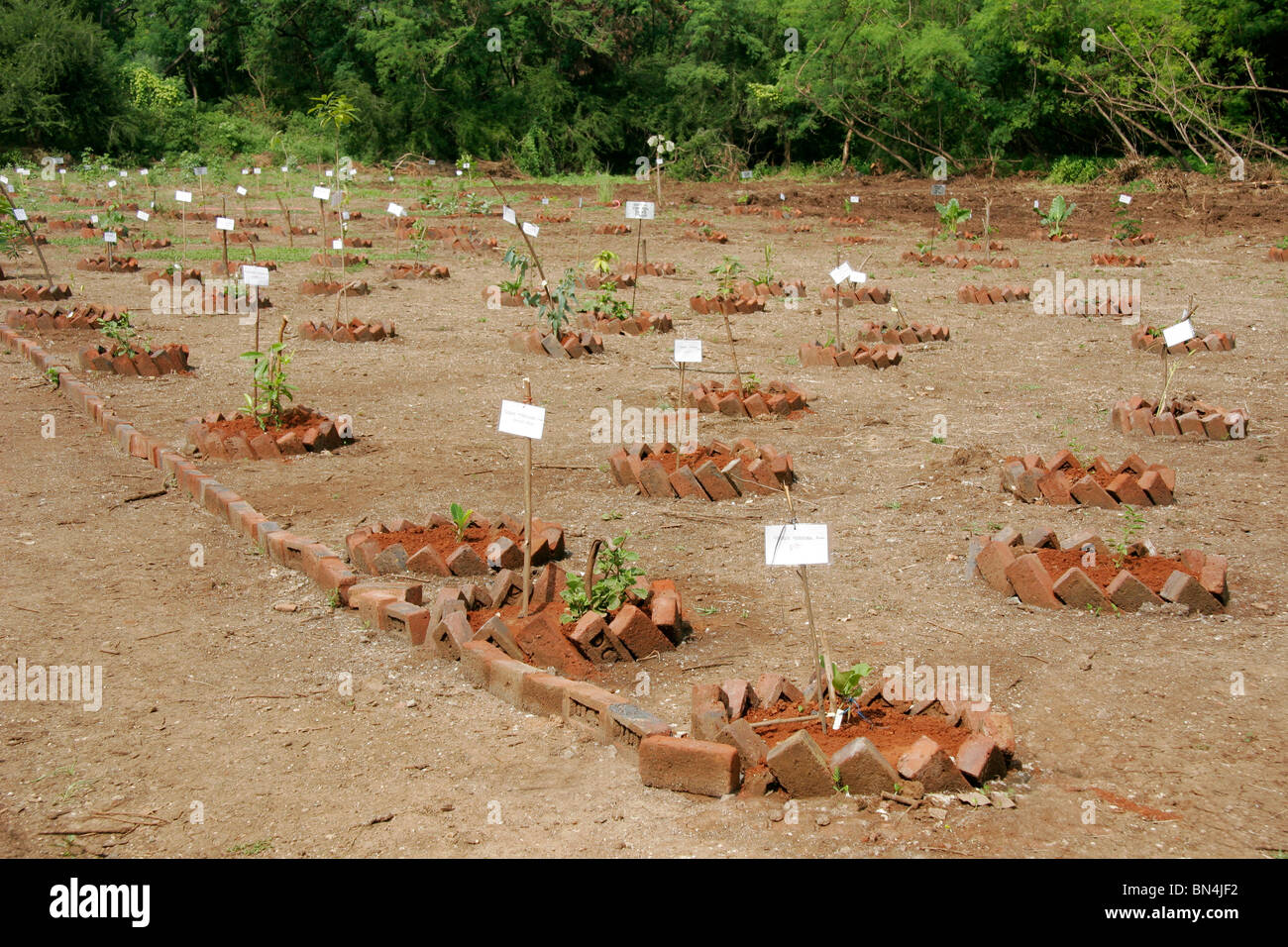 Nursery of Ayurvedic medicinal plants ; Pune university ; Pune