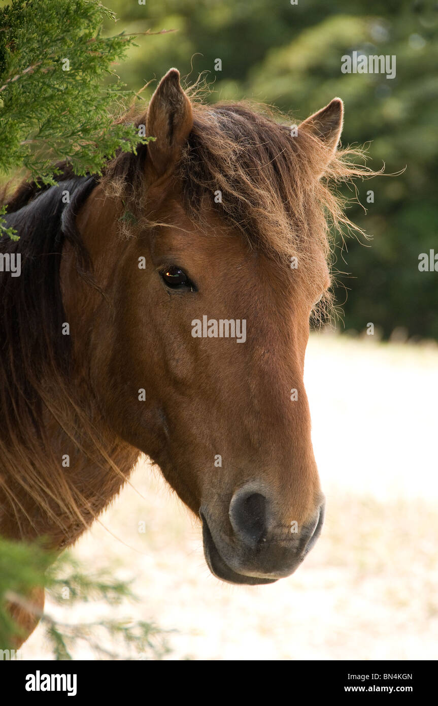 Wild horses very close up North Carolina USA Stock Photo Alamy