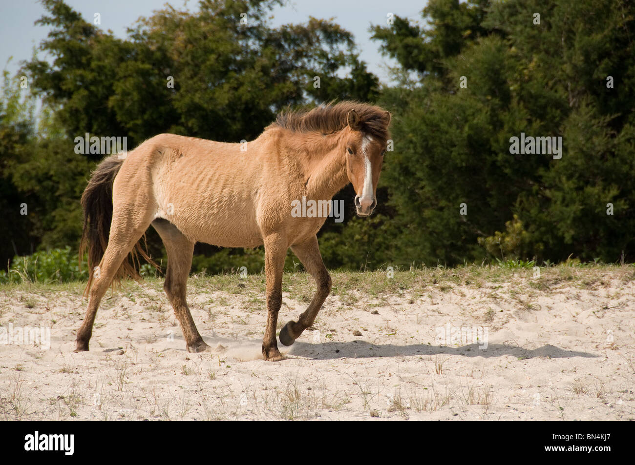 Wild horses close up North Carolina Stock Photo Alamy