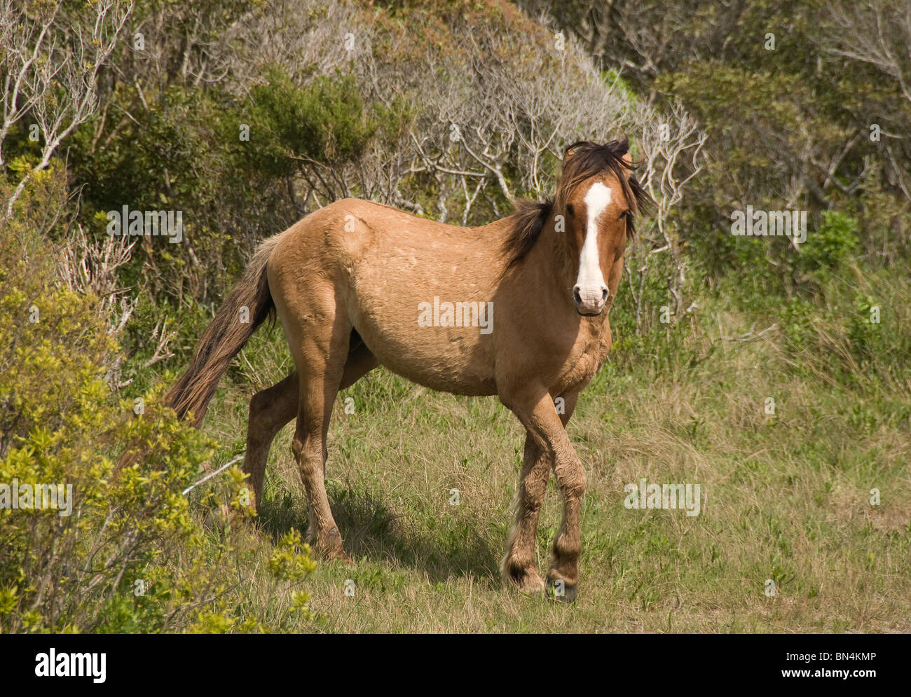 Wild horses close up North Carolina Stock Photo Alamy