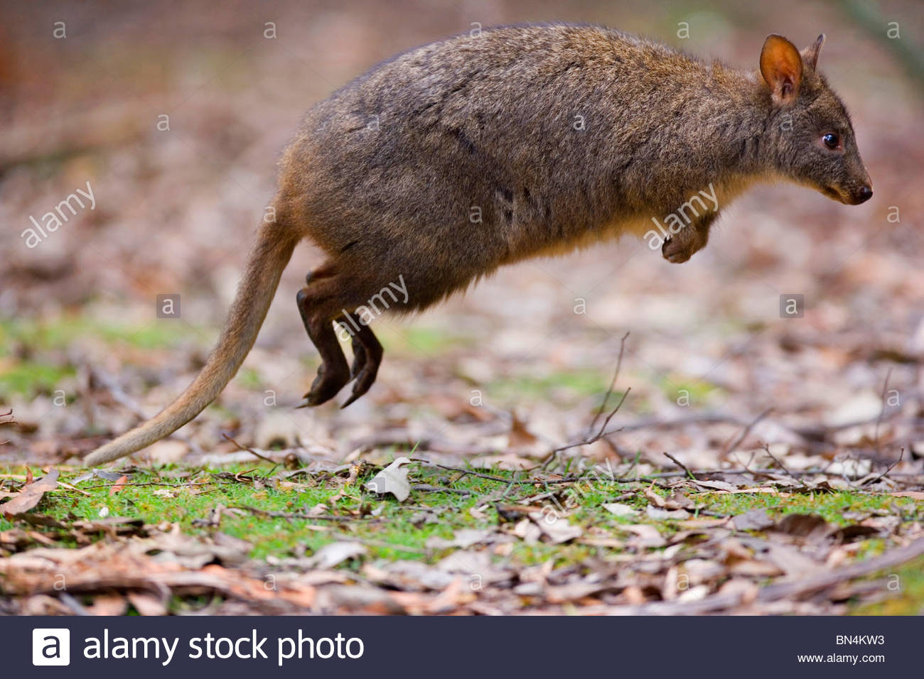 Rufous Wallaby Stock Photos & Rufous Wallaby Stock Images Alamy