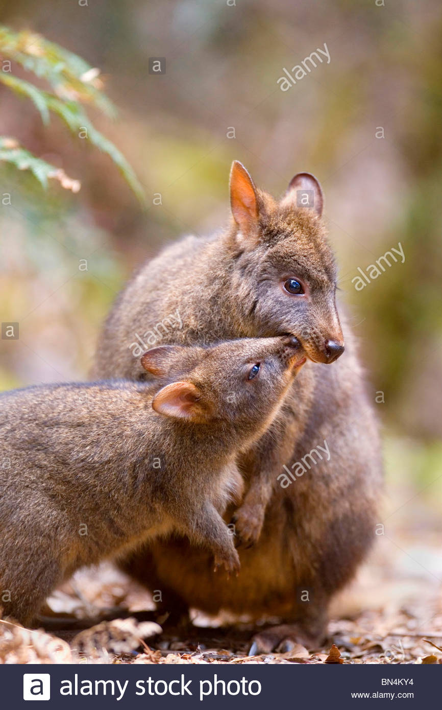 rufous wallaby, redbellied pademelon, Tasmanian pademelon (Thylogale