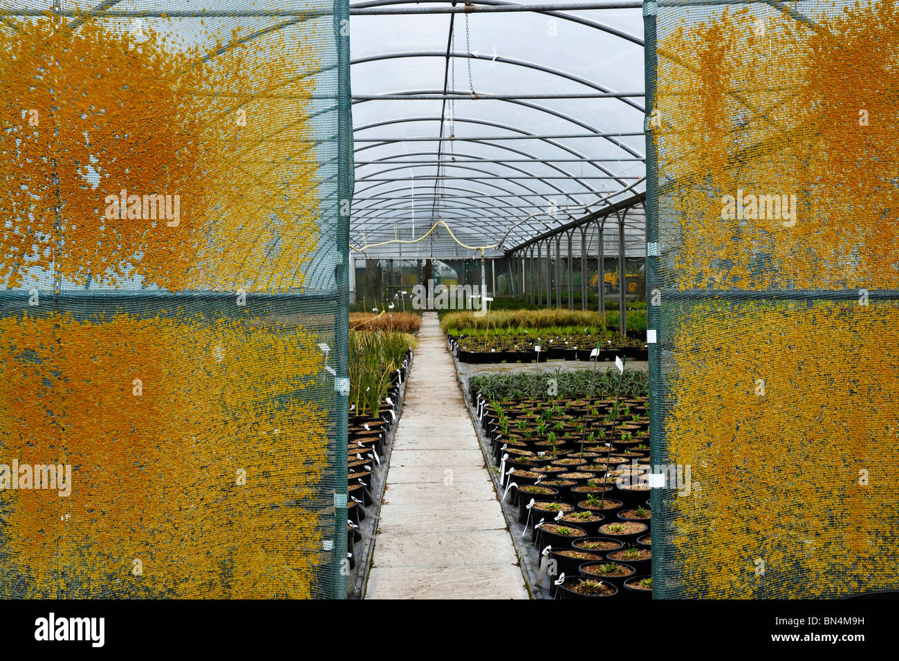 plants growing in greenhouse Stock Photo - Alamy