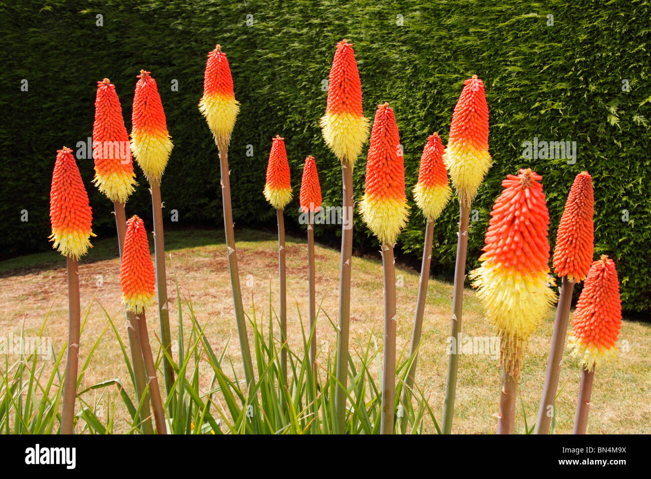 Clump forming Red Hot Poker flowers, Kniphofia ,'Royal Standard' growing in garden. Stock Photo